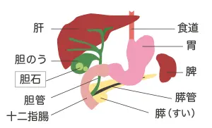 イラスト: 胆のうと胆汁